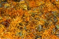 Dry calendulae flowers