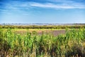 Camargue landscape Royalty Free Stock Photo