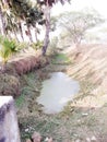 Farmers Needs Water To Irrigation But Canal Are Dry,in shikhpura bihar