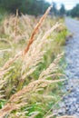 Dry cane on background of green grass, forest and road. Golden reed grass in autumn in sun. Abstract nature background. Royalty Free Stock Photo