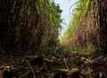 The dry cane leaves and overgrown cane flooded the head during the dirt road of the sugarcane farm Royalty Free Stock Photo