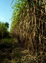 The dry cane leaves and overgrown cane flooded the head during the dirt road of the sugarcane farm Royalty Free Stock Photo