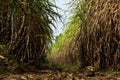 The dry cane leaves and overgrown cane flooded the head during the dirt road of the sugarcane farm Royalty Free Stock Photo