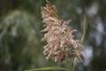 Dry cane macro field background Royalty Free Stock Photo