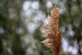 Dry cane macro field background Royalty Free Stock Photo