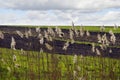 dry cane near arable field at spring Royalty Free Stock Photo