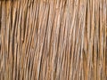 Dry cane stalks closely spaced. Royalty Free Stock Photo