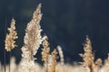 Dry cane at sunset nature background