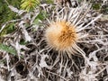 Carlina acanthifolia plant known as carline thistle Royalty Free Stock Photo