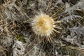 Dry Carlina acanthifolia plant known as carline thistle in meadow closeup Royalty Free Stock Photo