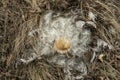 Dry Carlina acanthifolia plant known as carline thistle in meadow closeup Royalty Free Stock Photo