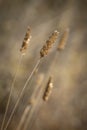 Dry Carolina Canarygrass Royalty Free Stock Photo