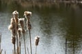 Dry Cat Tail Grass with Water Background