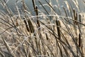 Dry cattail, reed, in the winter. Illuminated by backlight. Royalty Free Stock Photo