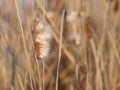 Dry cattail on the river. Fluffy cattail inflorescences and seeds. Abstract natural background. Beautiful spring pattern