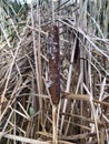 dry cattail seed heads of fluffy cattail