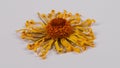 Dry chamomile flower. Chamomile Extremal close-up. Macro video.