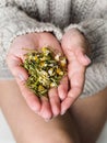 Dry chamomile in the hands of a girl. Chamomile for brewing tea. Method of treatment with folk remedies Royalty Free Stock Photo