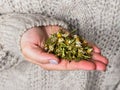 Dry chamomile in the hands of a girl. Chamomile for brewing tea. Method of treatment with folk remedies Royalty Free Stock Photo