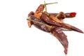 Dry chilli Royalty Free Stock Photo
