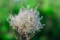 Dry clematis vitalba seed with snail shell Royalty Free Stock Photo