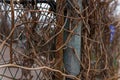 Dry climbing plant or ivy branches on fence. Autumn changing flora.