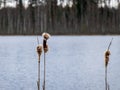 Dry close-up view of a reed on a blurred background,.picture with bog texture, fragments of bog plants