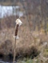 Dry close-up view of a reed on a blurred background,.picture with bog texture, fragments of bog plants