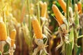 Dry cob of ripe corn on green field at sunlight. Royalty Free Stock Photo