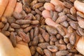 Dry cocoa seeds. Organic healthy organic food, Concept, cocoa prices, High content of magnesium and theobromine, Food industry for