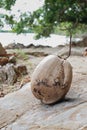 Dry coconut Royalty Free Stock Photo