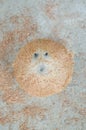 Dry coconut ball on cement floor Royalty Free Stock Photo