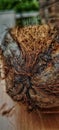 A dry coconut with brown husk. A close up of colourful coconut