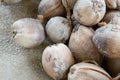 Dry coconut fruit Royalty Free Stock Photo