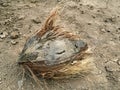 Dry coconut fruit Royalty Free Stock Photo