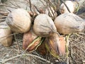 Dry coconut fruit Royalty Free Stock Photo