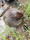 Dry coconut fruit on the ground Royalty Free Stock Photo