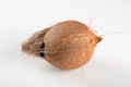 Dry coconut fruit isolated over white background Royalty Free Stock Photo