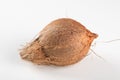 Dry coconut fruit isolated over white background Royalty Free Stock Photo