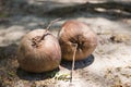 Dry coconut on ground Royalty Free Stock Photo