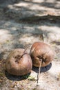 Dry coconut on ground Royalty Free Stock Photo