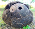 dry coconut that has holes and is empty with rotting coir Royalty Free Stock Photo