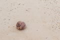 Dry coconut on seashore