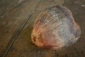 Dry coconut on wood floor Royalty Free Stock Photo
