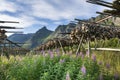 Dry cod stockfish on the stands, Lofoten Islands, Norway Royalty Free Stock Photo