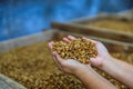 Dry coffee beans on hands Royalty Free Stock Photo