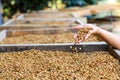 Dry coffee beans on hands Royalty Free Stock Photo