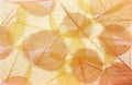 Dry colored leaves Royalty Free Stock Photo