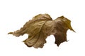 Dry colorful brown autumn maple leaf on isolated background Royalty Free Stock Photo