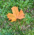 Dry colorful leaf on grass, natural background, garden beauty